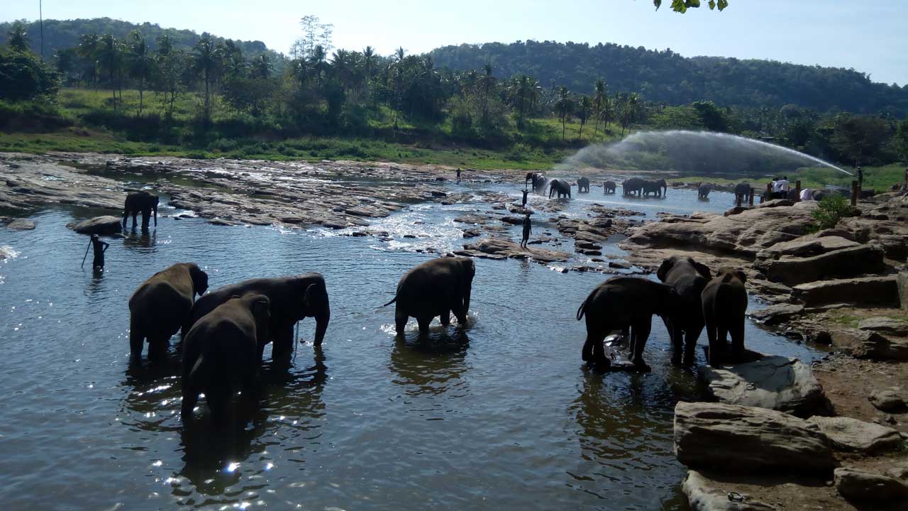 Dubare Elephant Camp