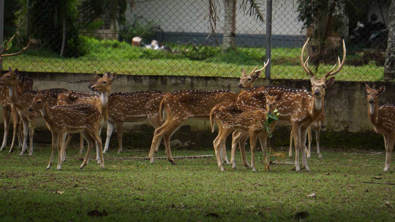 Mysore Zoo