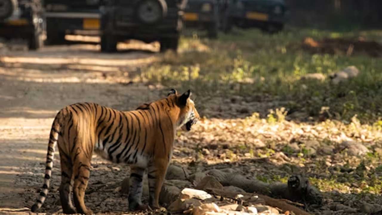 Kabini Jungle Safari