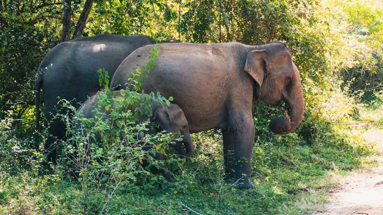 Nagarhole Wildlife