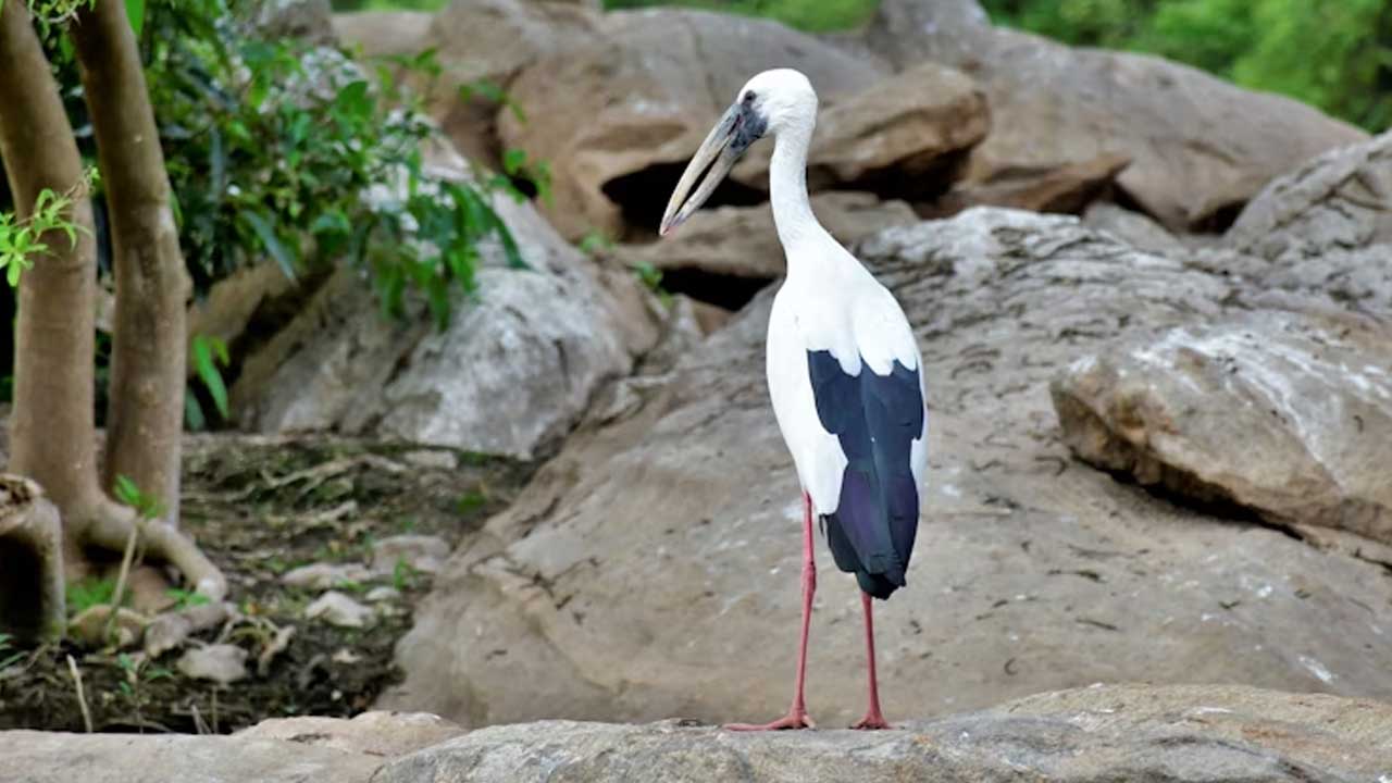 Ranganathittu Bird Watching